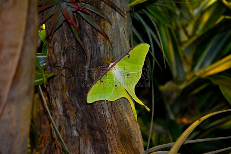 绿色,蝴蝶,自然美,美,giant silk moth,水平画幅,土星蛾,动物身体部位,翅膀,蛾