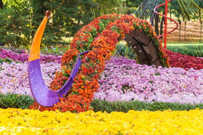 基辅,菊花,秋天,乌克兰,2016,瓜叶菊,堆肥,水平画幅,无人,鸟类