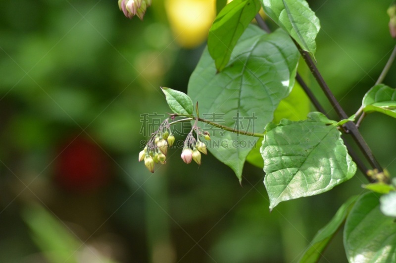 宏伟,藤架,红心鸡鸠,马鞭草科,圣卡塔琳娜,玫瑰色的,美,水平画幅,无人,特写