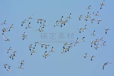 鸟类,长嘴鳄脚,野生动物,水平画幅,生物,反嘴鹬,动物身体部位,野外动物,泰国,动物足