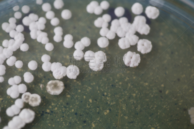 微生物学,实验室,细菌,皮氏培养皿,餐具,显微镜,生物科技,水平画幅,酵母,科学实验