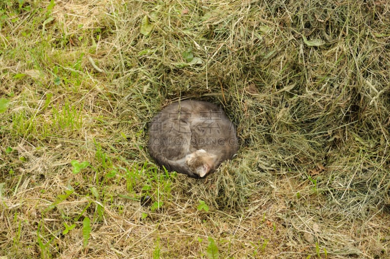 野生猫科动物,卷着的,腰部以下,宠物,水平画幅,无人,动物,睡觉,摄影