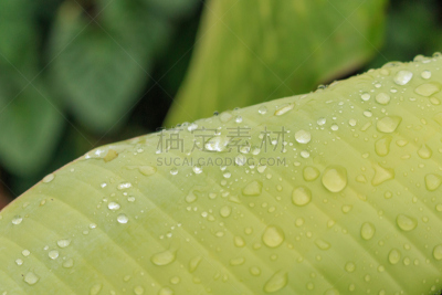 水滴,露水,水平画幅,无人,桑拿浴,早晨,夏天,化妆用品,特写,植物