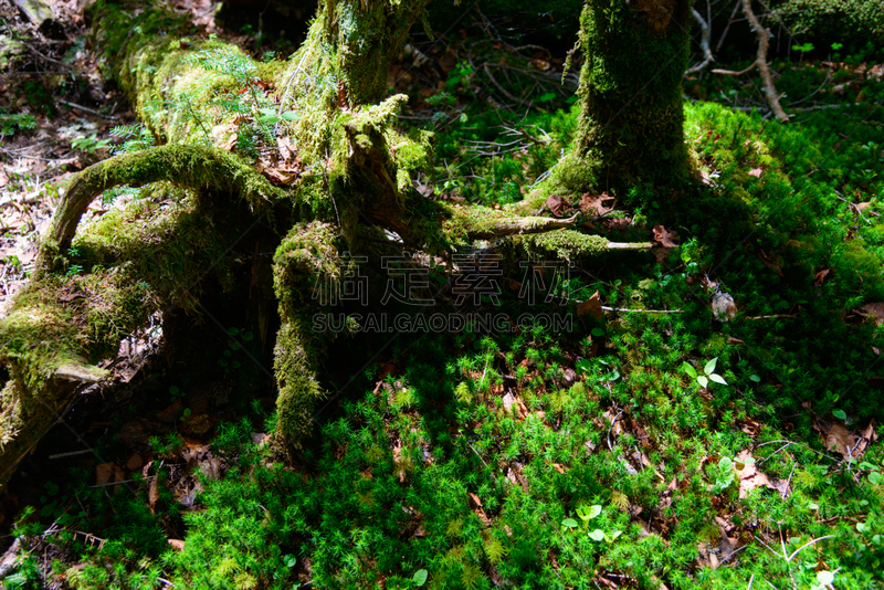 长野县,苔藓,yachiho,森林,圣玛丽,苏格兰高地,美,度假胜地,水平画幅,枝繁叶茂