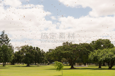 小红毛狐蝠,大群动物,狐蝠,水果蝙蝠,昆虫群,蝙蝠,天空,美,公园,水平画幅