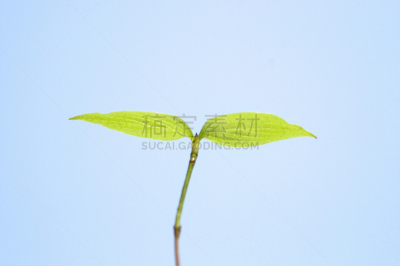 双叶区,自然,天空,水平画幅,绿色,秧苗,无人,蓝色,花蕾,春天