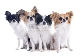 蝴蝶犬 幼小动物 吉娃娃 褐色 纯种犬 小的 无人 白色背景 背景分离 小狗图片素材下载 稿定素材