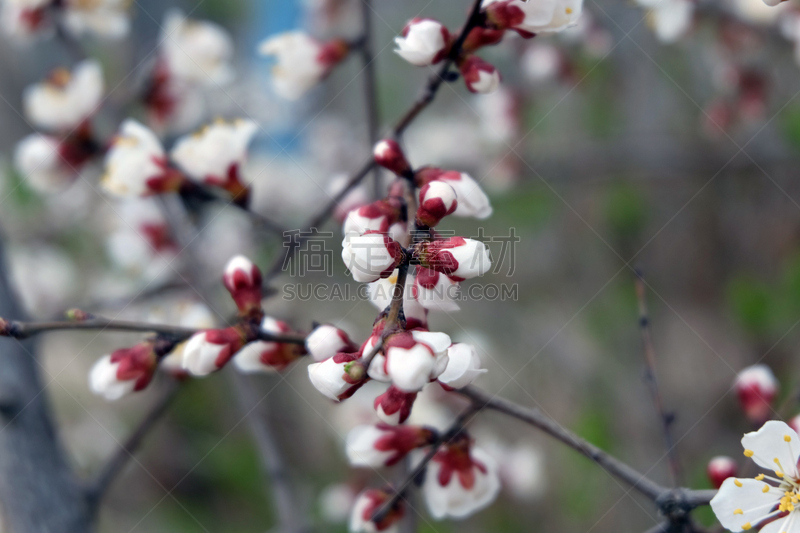 粉色,樱桃树,泉,自然,太空,水平画幅,无人,特写,3到4个月,脆弱