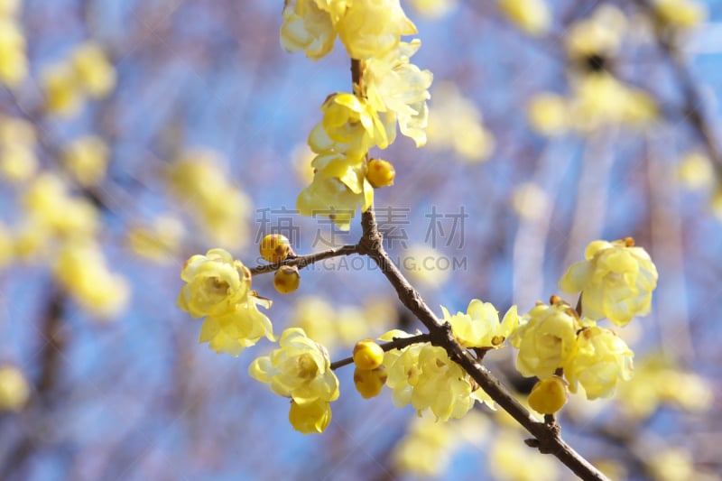 自然,天空,水平画幅,无人,蓝色,日本,特写,自然美,春天,黄色