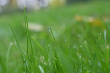 水,天空,褐色,水平画幅,林区,草坪,草,特写,树林,荷兰