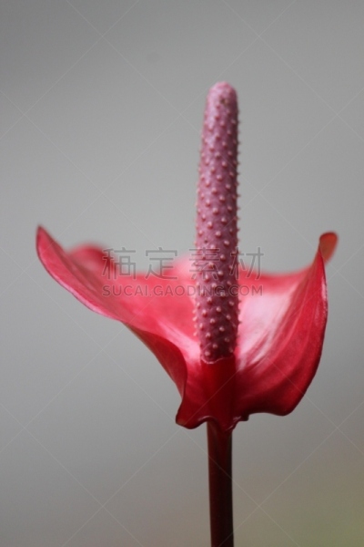 花烛属,自然,垂直画幅,图像,美国,马蹄莲,花瓣,花头,无人,火烈鸟百合