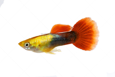 水族馆,彩虹,鱼类,多色的,孔雀鱼,鸡尾酒,剑尾鱼,斑马鱼,白化病者,热带淡水鱼