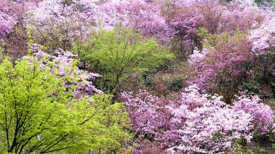 杜鹃花,山,小虾花,自然,美,水平画幅,绿色,地形,无人,日本