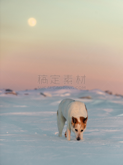 冬天,狗,莱卡犬,小丘,西伯利亚哈士奇犬,行星月亮,垂直画幅,天空,雪,月亮