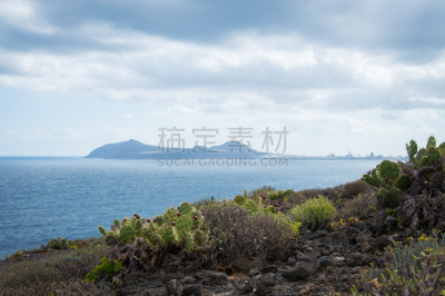 仙人掌,水果,梨果仙人掌,拉斯帕尔马斯,仙人掌果,加那利群岛,水平画幅,无人,大西洋群岛,夏天