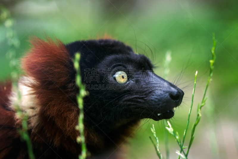 红斑狐猴,自然,褐色,野生动物,水平画幅,绿色,野外动物,肖像,户外,马达加斯加