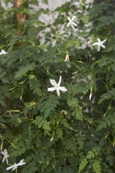 茉莉,环境,木樨科,植物,落叶树,夏天,户外,园艺,意大利,白色