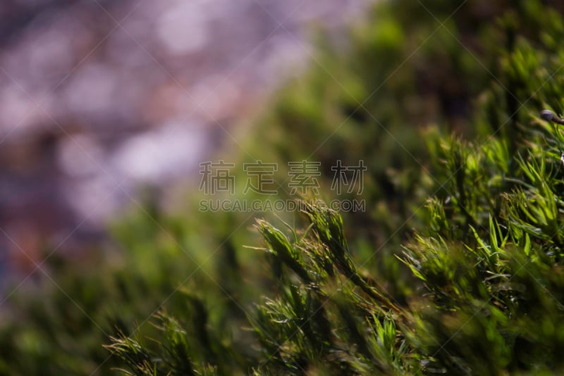 苔藓,大特写,背景,毡灌木,生态旅游,海草,自然,水平画幅,景观设计,无人