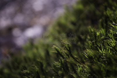 苔藓,大特写,背景,毡灌木,生态旅游,海草,自然,水平画幅,景观设计,无人