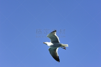海鸥,食品,成年的,白色,蓝色,黑色,动物主题,野生动物,图像,水平画幅