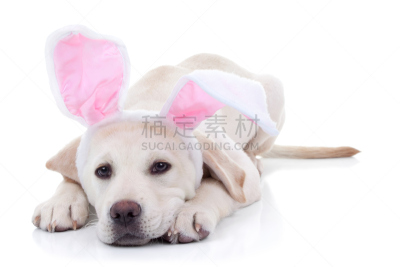 复活节兔子,贺卡,留白,金毛拉布拉多猎犬,动物身体部位,宠物服装,狗外套,白色,狗,可爱的