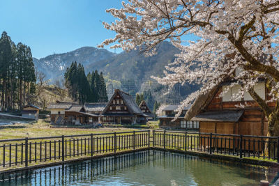五箇山,山庄,世界遗产,建筑工地,南托,小农地,合掌屋,富山县,茅屋屋顶,樱桃树