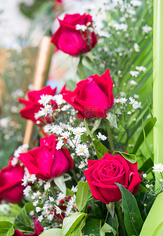 花束,玫瑰,垂直画幅,美,留白,紫苑,生日,泰国,花蕾,生日礼物