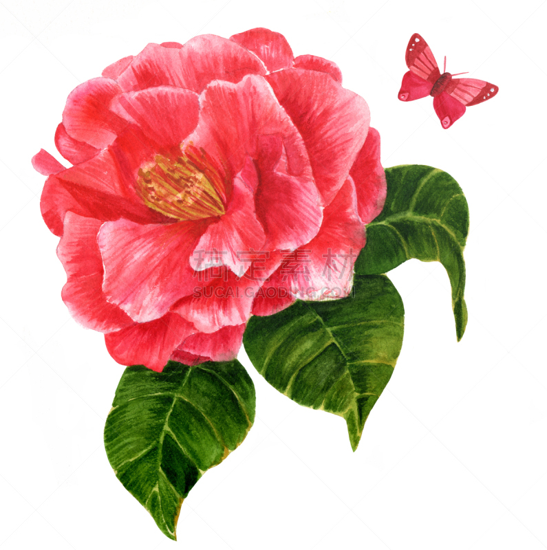 茶花,红色,高雅,蝴蝶,水彩画,白色,玫瑰,水彩画颜料,一个物体,背景分离