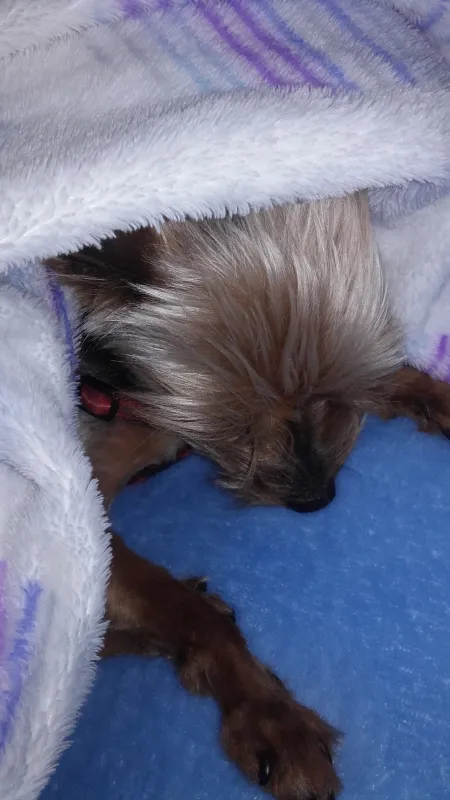 约克郡梗犬 约克郡梗犬图片 约克郡梗犬素材下载 稿定素材