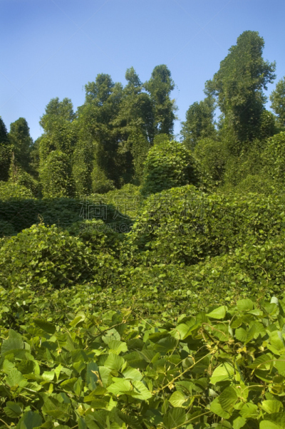 野葛,无人迹,葛根,后腿站立,垂直画幅,天空,草原,无人,夏天,户外