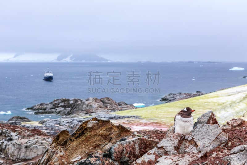 巴布亚企鹅,邮轮,小鸟,南极洲,冰块,冰山,岛,背景,冰河,南冰洋