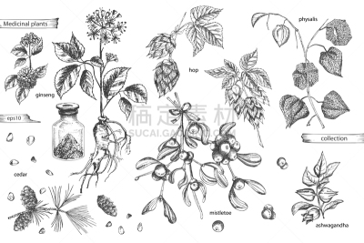 榭寄生,人参,酸浆属,草图,绘画插图,矢量,雪松,草药,动物手,跳