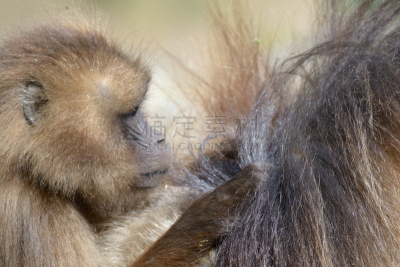 狮尾狒狒,婴儿,褐色,水平画幅,无人,猴子,动物身体部位,野外动物,户外,雨林