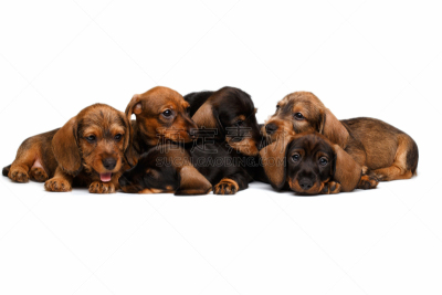 小狗,腊肠犬,褐色,纯种犬,水平画幅,可爱的,无人,白色背景,头发特征,犬科的