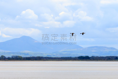 雌麻鸭,动物主题,自由,彩色背景,野生动物,云,英国,翅膀,动物群,鸟类