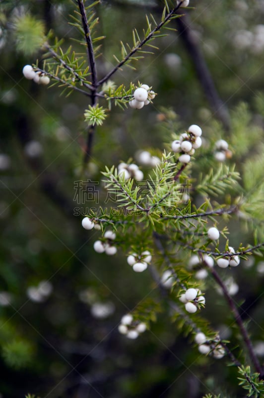 叶子,背景,绿色,水果,接力赛,白色,欧洲蕨,垂直画幅,无人,热带雨林