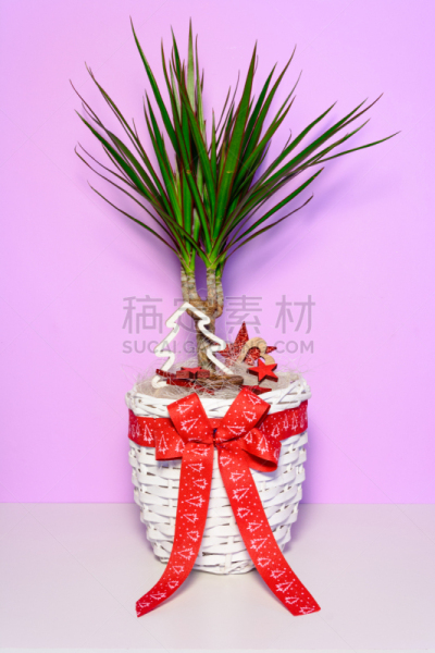 礼物,接力赛,垂直画幅,美,无人,圣诞树,草,室内植物,棕榈树