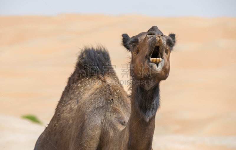 骆驼,empty quarter,单峰骆驼,天空,水平画幅,沙子,无人,偏远的,干的,中东