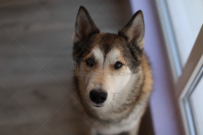 狗,注视镜头,褐色,可爱的,纯种犬,背景分离,肖像,莱卡犬,哺乳纲,一只动物