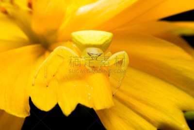 蟹蛛,蜘蛛,自然,水平画幅,无人,蜘蛛纲,特写,泰国,摄影
