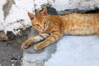 桑吉巴尔,野生猫科动物,石镇,红色,街道,桑给巴尔镇,旅游目的地,水平画幅,无人,坦桑尼亚