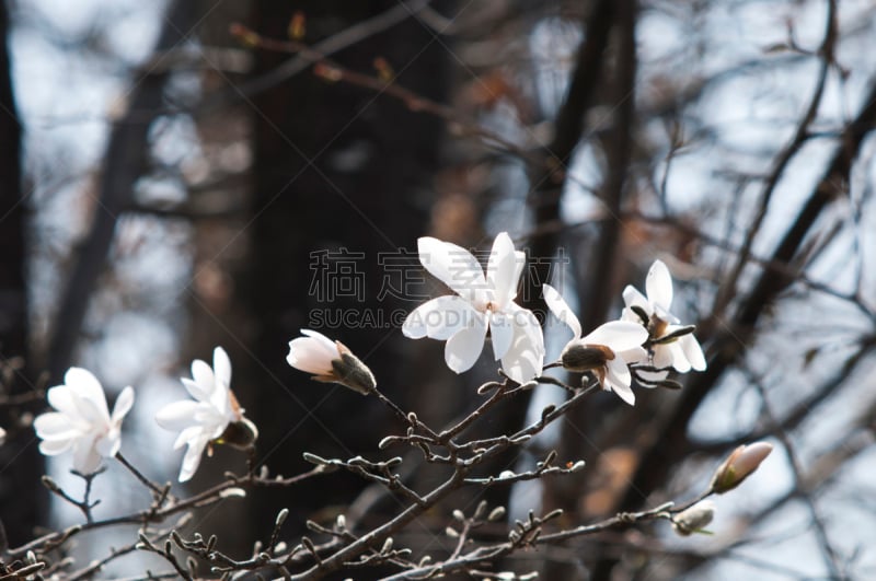 玉兰类,留白,白色,春天,水平画幅,无人,日本,北海道,花瓣,背景