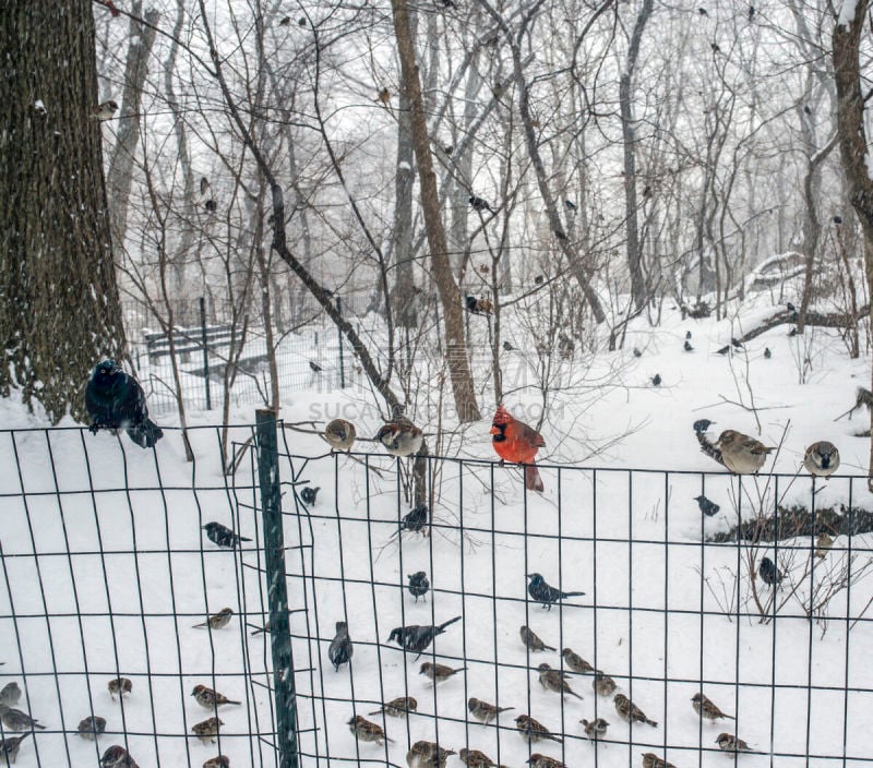 鸟类,篱笆,鹩哥,北美红鸟,中央公园,麻雀,公园,水平画幅,雪,无人