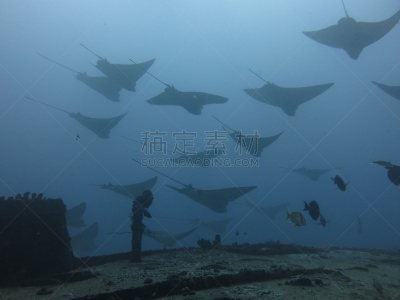 水下,鹰,水平画幅,无人,动物,eagle ray,摄影,潜水