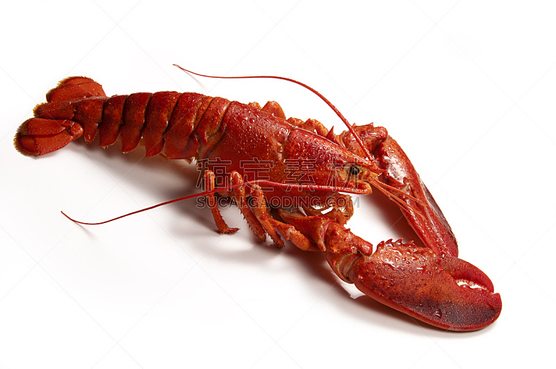 龙虾,白色,红色,白色背景,海产,背景分离,清新,食品,图像,完整