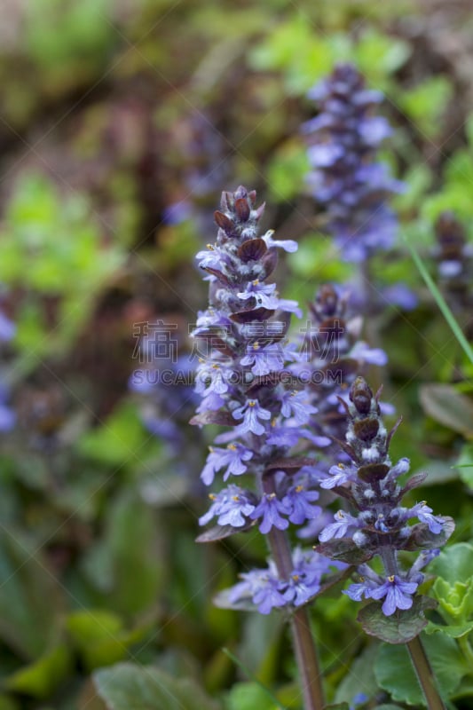 紫鼠尾草,前景聚焦,垂直画幅,野生动物,植物,美国,绿色,无人,紫色,鼠尾草