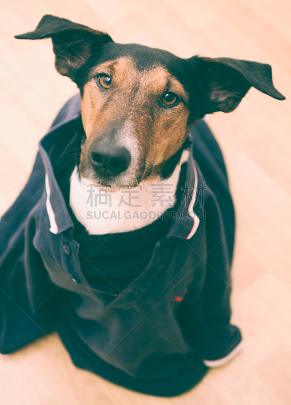 连衣裙,狗,友谊,人,垂直画幅,杰克拉瑟短腿犬,穿衣服,可爱的,梗犬,动物耳朵