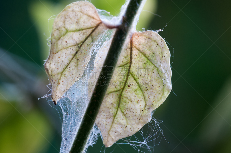 植物害虫,植物属性,水平画幅,无人,leafy gall,动物学,红色革螨,患病植物,蛛螨,生物学