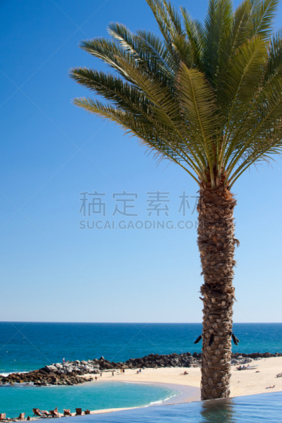 棕榈树,墨西哥,考特斯海,从上面看过去,垂直画幅,洛斯卡沃斯,度假胜地,酒店游泳池,沙子,游泳池