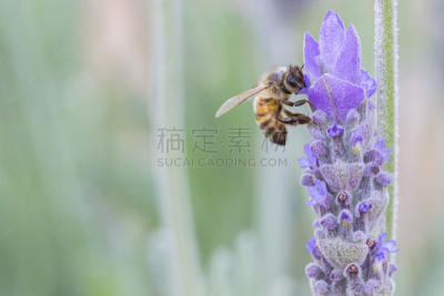 熏衣草,蜜蜂,法国熏衣草,薰衣草色,清新,野生动物,大黄蜂,公园,枝繁叶茂